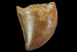 Serrated, Juvenile Carcharodontosaurus Tooth #93112-1